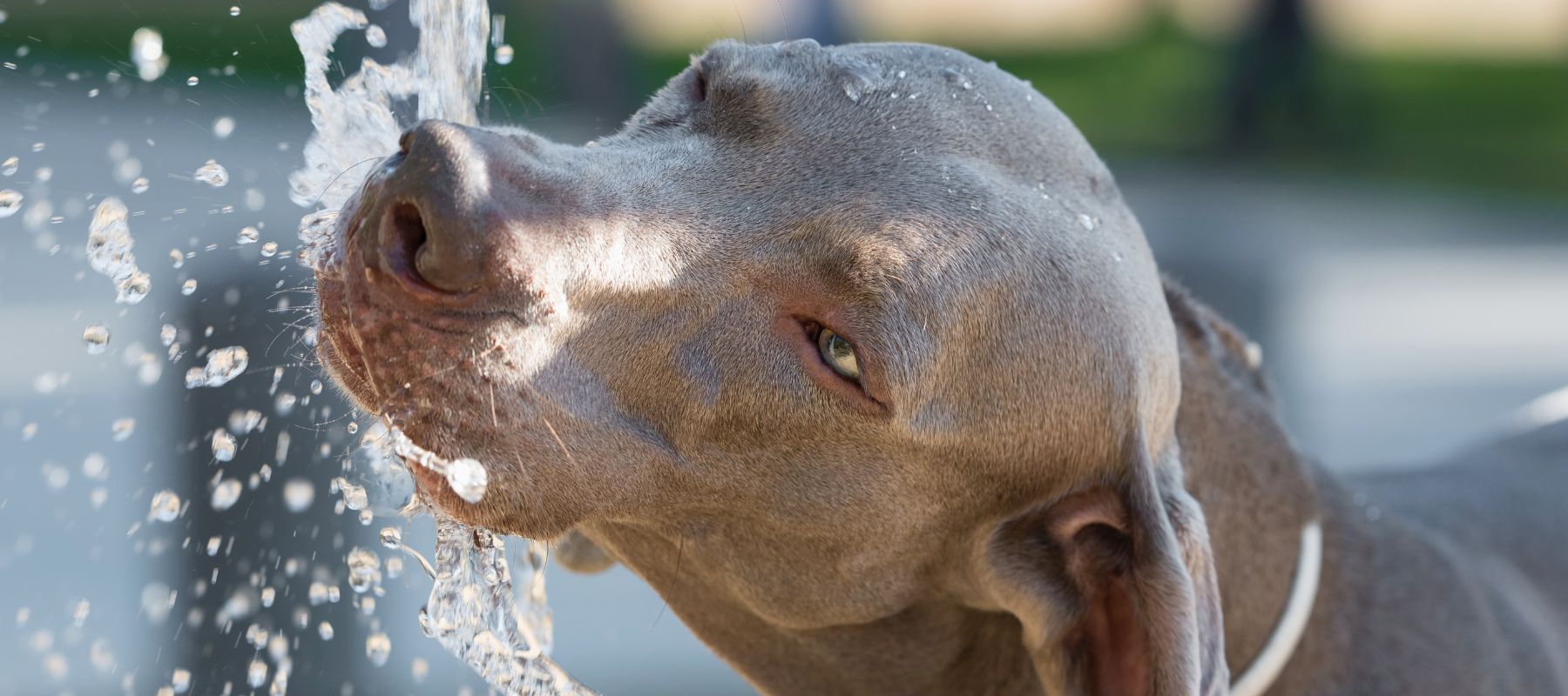 dog drinking water from a water hose